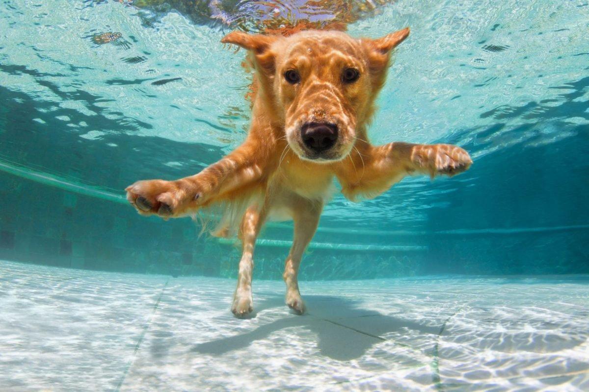A happy dog swimming in a private pool at an Orlando vacation rental